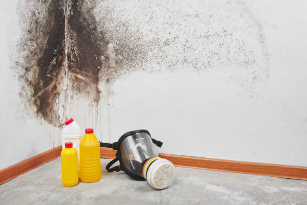 Best Office Mold Removal Services  in Federal Y, WA