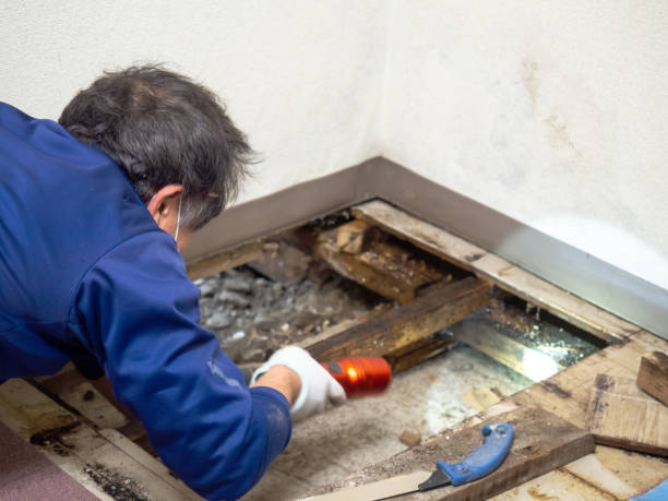 Best Professional Mold Removal  in Federal Y, WA