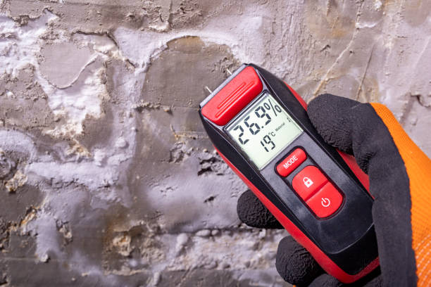 Trusted Federal Way, WA Mold Removal Experts