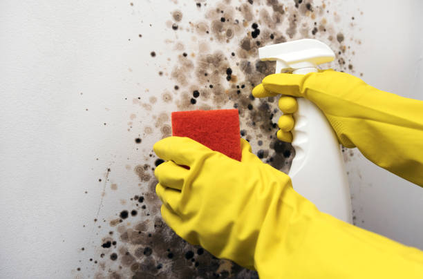 Best Mold Damage Repair  in Federal Y, WA