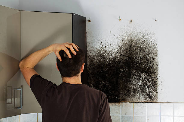  Federal Y, WA Mold Removal Pros